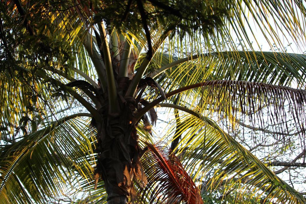 Quinta Esencia Bed & Breakfast Brasilito Bagian luar foto